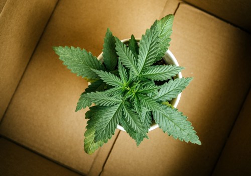 Dispensaries in Los Angeles County, CA: Understanding Delivery Fees